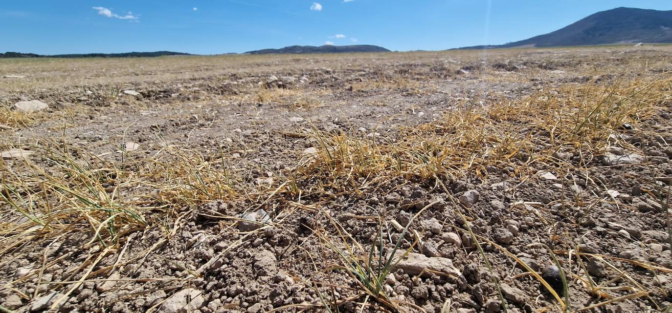 Las preocupantes imágenes que deja la sequía en los cultivos de secano de la Región