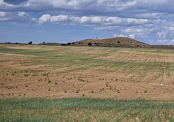 Las preocupantes imágenes que deja la sequía en los cultivos de secano de la Región