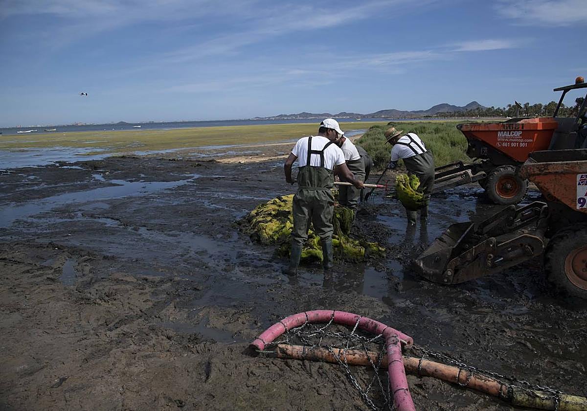 Operarios retiran las ovas en el Mar Menor