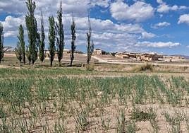 Un campo de cereales de Caravaca afectado por la sequía, este lunes.