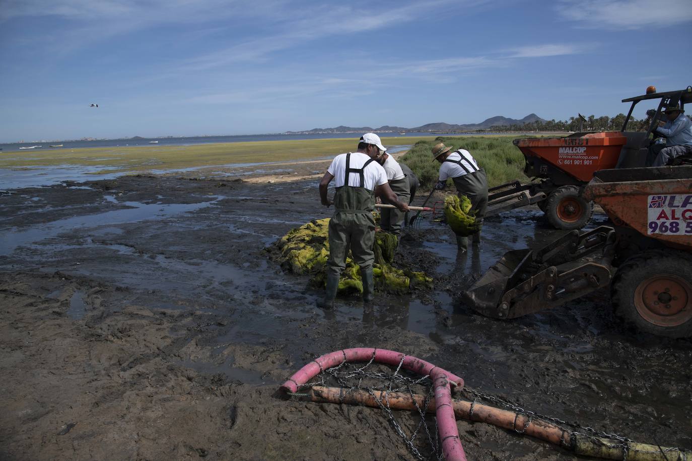 Operarios retiran las ovas en el Mar Menor