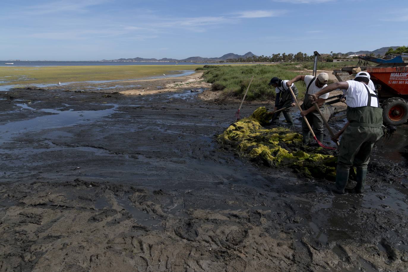 Operarios retiran las ovas en el Mar Menor