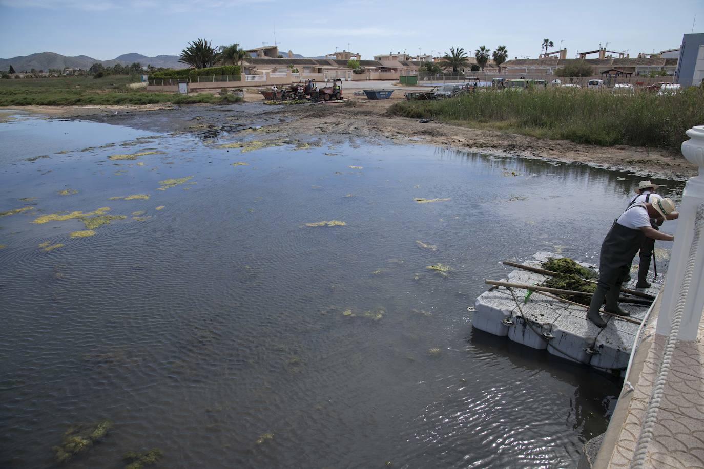 Operarios retiran las ovas en el Mar Menor