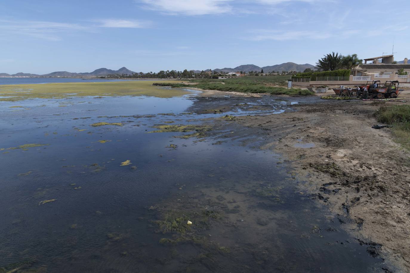 Operarios retiran las ovas en el Mar Menor