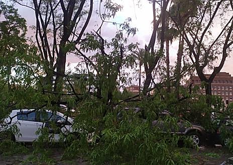 Imagen secundaria 1 - Árbol derribado en la avenida Primo de Rivera, ramas caídas en la avenida del Infante y una carretera anegada en Juan de Borbón.