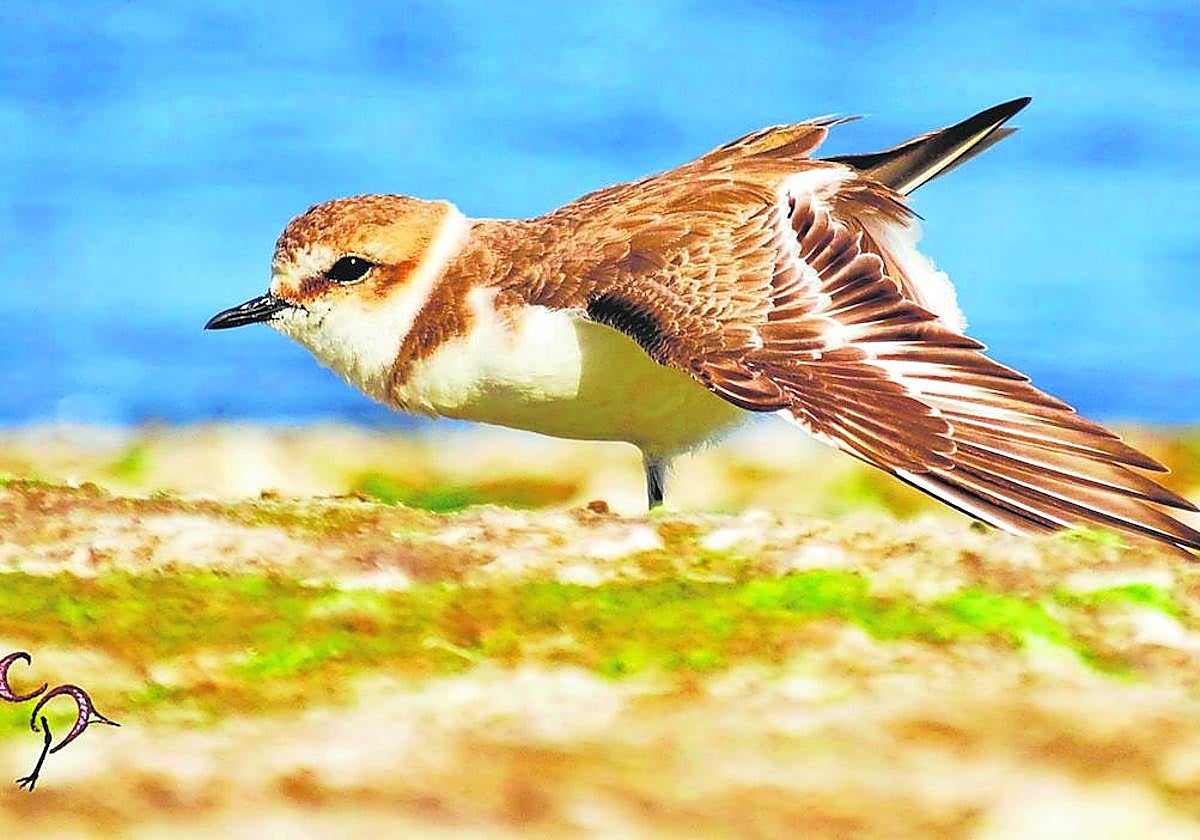Ejemplar de 'Charadrius alexandrinus' estirando un poco las alas junto a la playa.