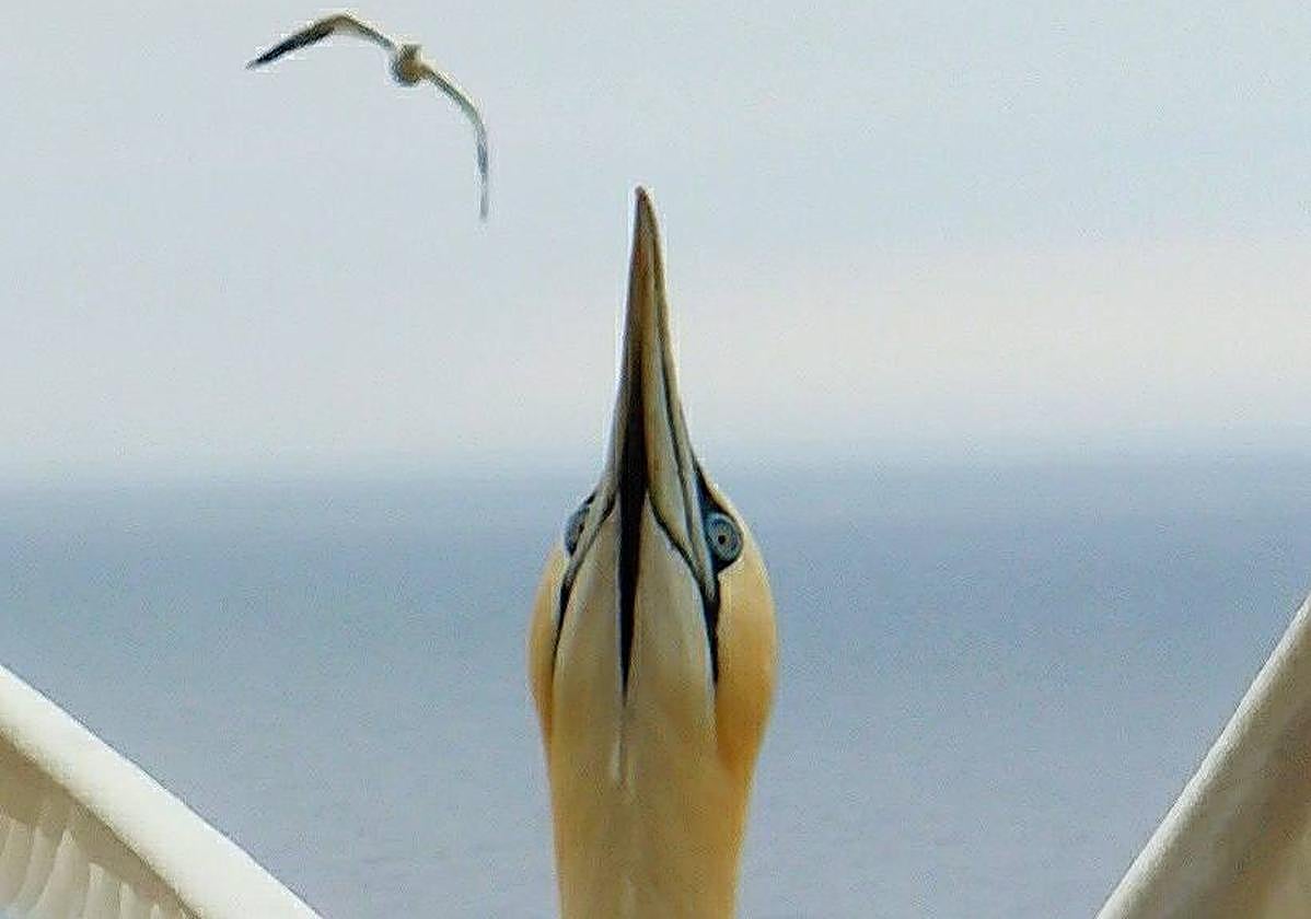 La ambigüedad de mayo