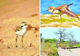 Ejemplar de 'Charadrius alexandrinus' estirando un poco las alas junto a la playa.