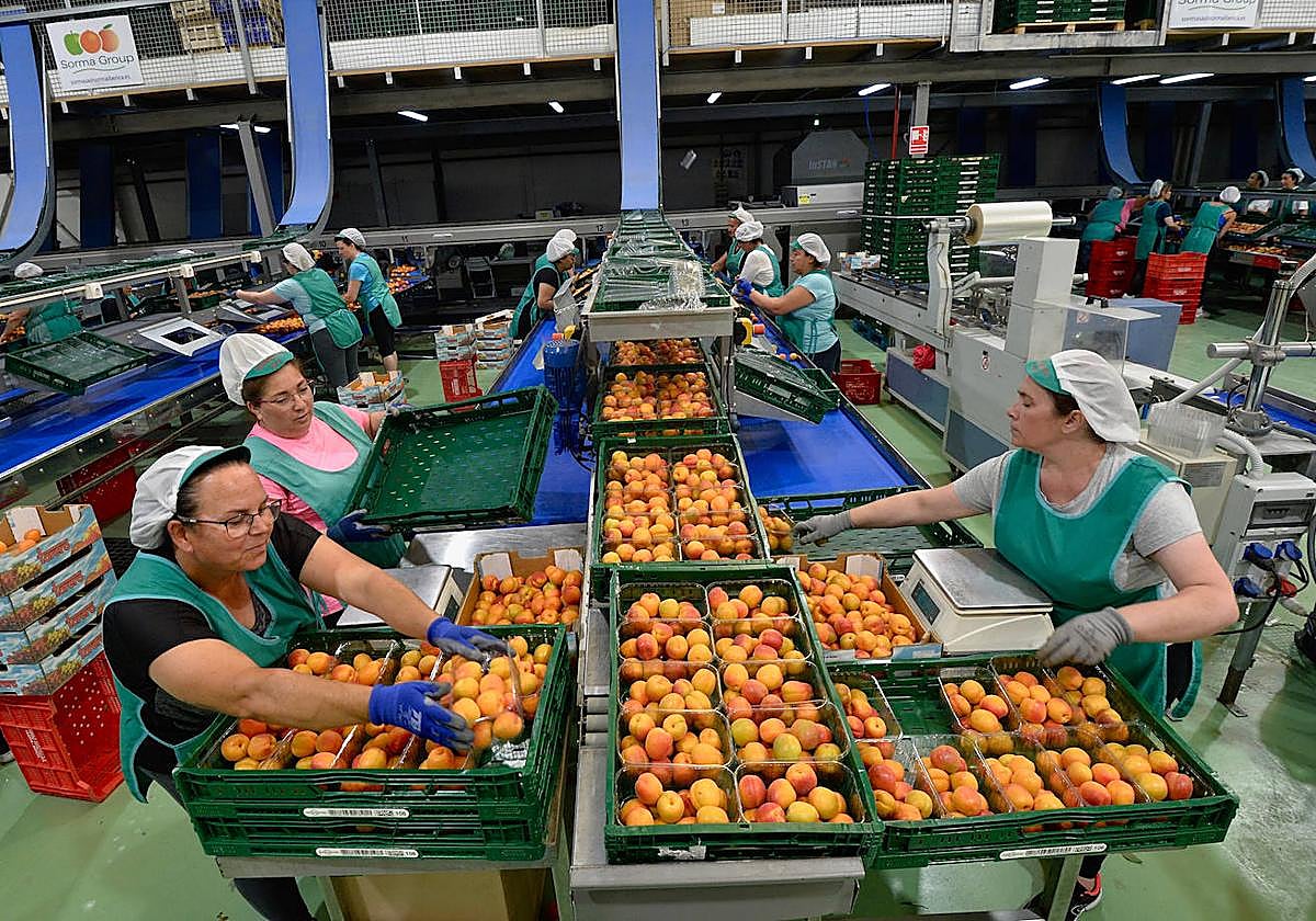 Unas trabajadoras envasan fruta destinada a la exportación en el almacén de la empresa El Torero, este martes en Abarán.