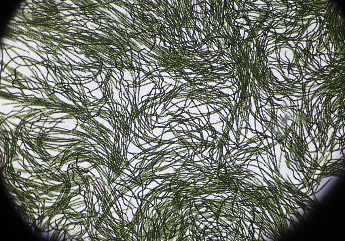 La espirulina, aún sin pasar por el proceso de secado, vista a través del microscopio en el labortario de Salzillo Food.