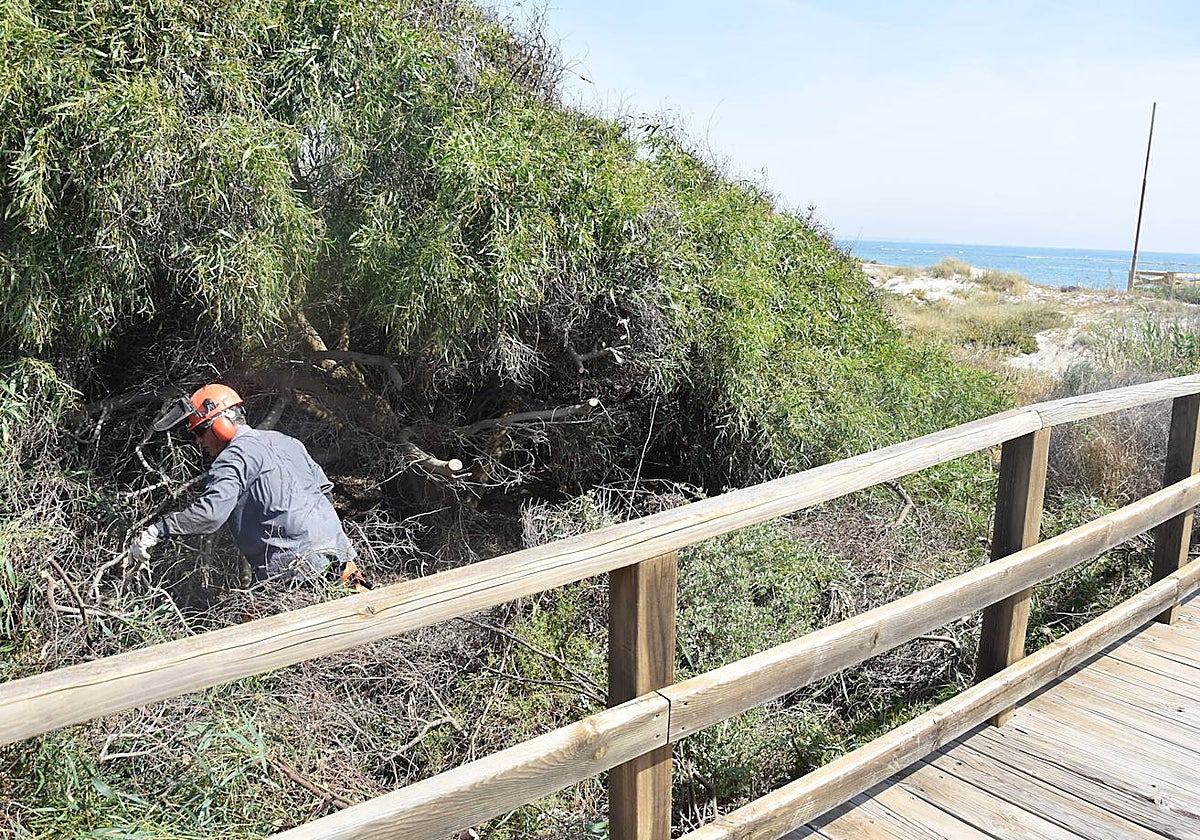 Un operario elimina especies invasoras, como la acacia, en el parque dunar de El Mojón, esta semana.
