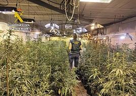 Uno de los cultivos de marihuana.