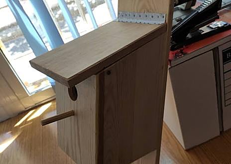 Imagen secundaria 1 - Cajón con cuatro crías de carbonero, que deberán anidar en Murcia, un cajón nido y uno de los polluelos de halcón que soltará el Ayuntamiento. 