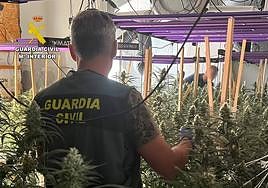 El interior de una de las viviendas que eran utilizadas como invernadero de marihuana.