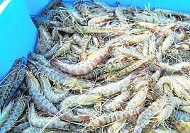 Langostino del Mar Menor
