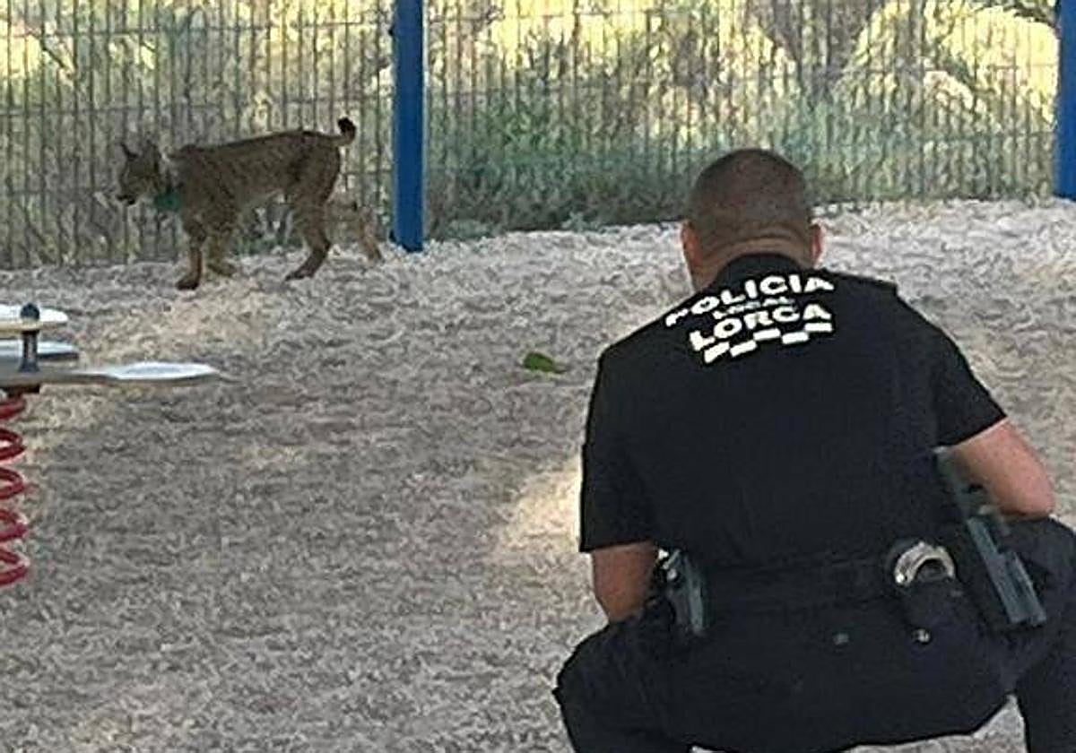 Un agente vigila al lince 'Tiko', este miércoles en el colegio infantil Alfonso X de Lorca.