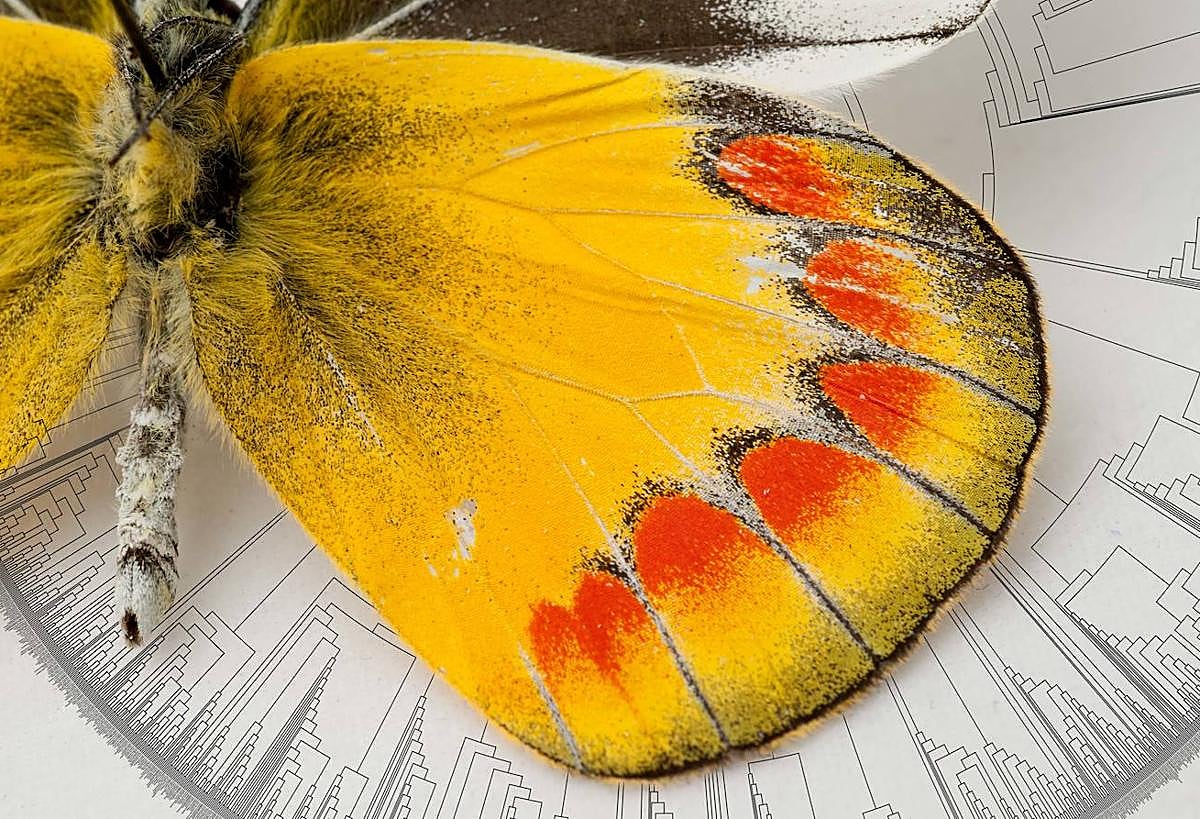 Filogenia de los profesores Hillis, Zwickl y Gutell