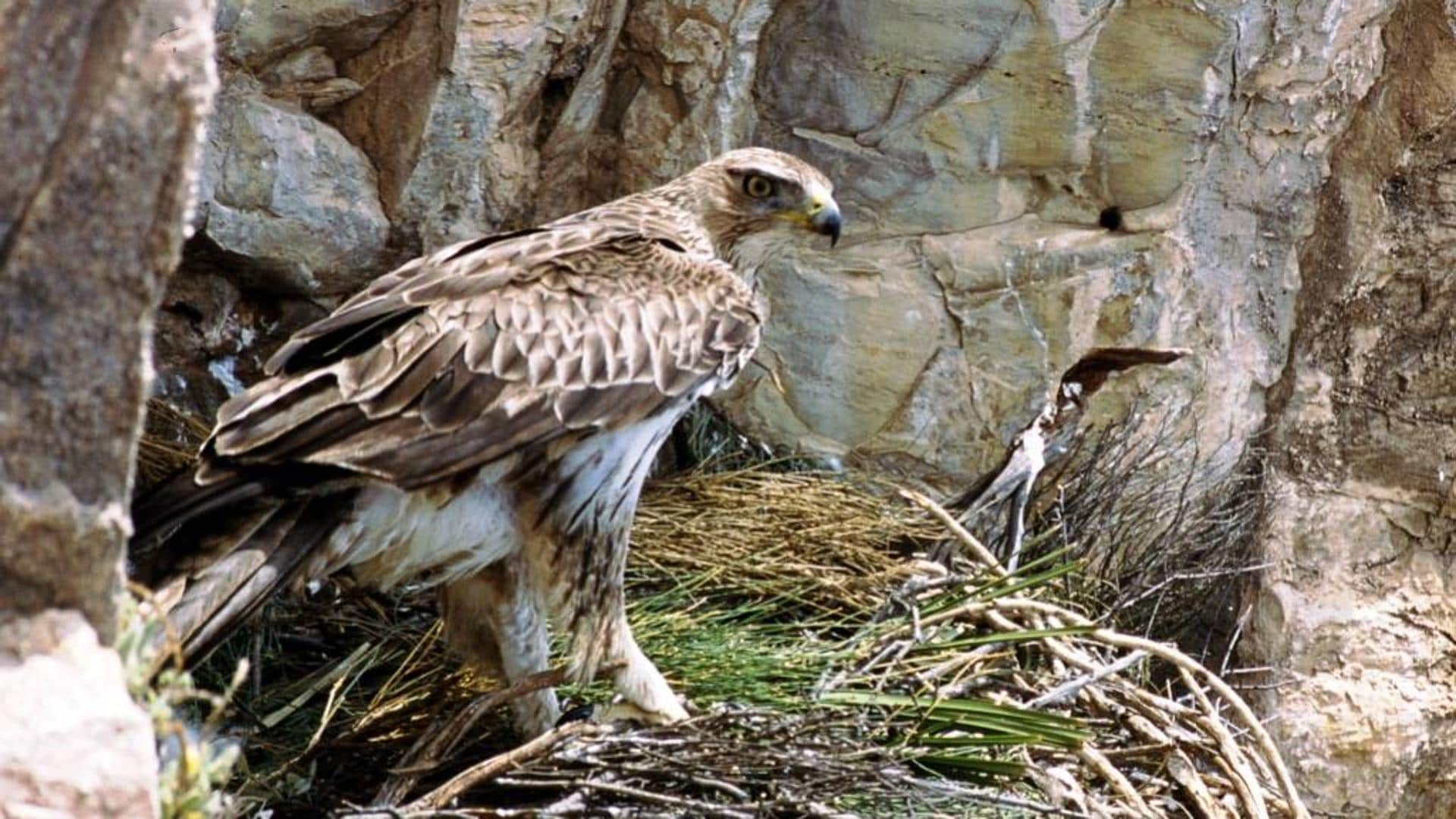 La Región destinará 3,5 millones a conservar la fauna silvestre | La Verdad