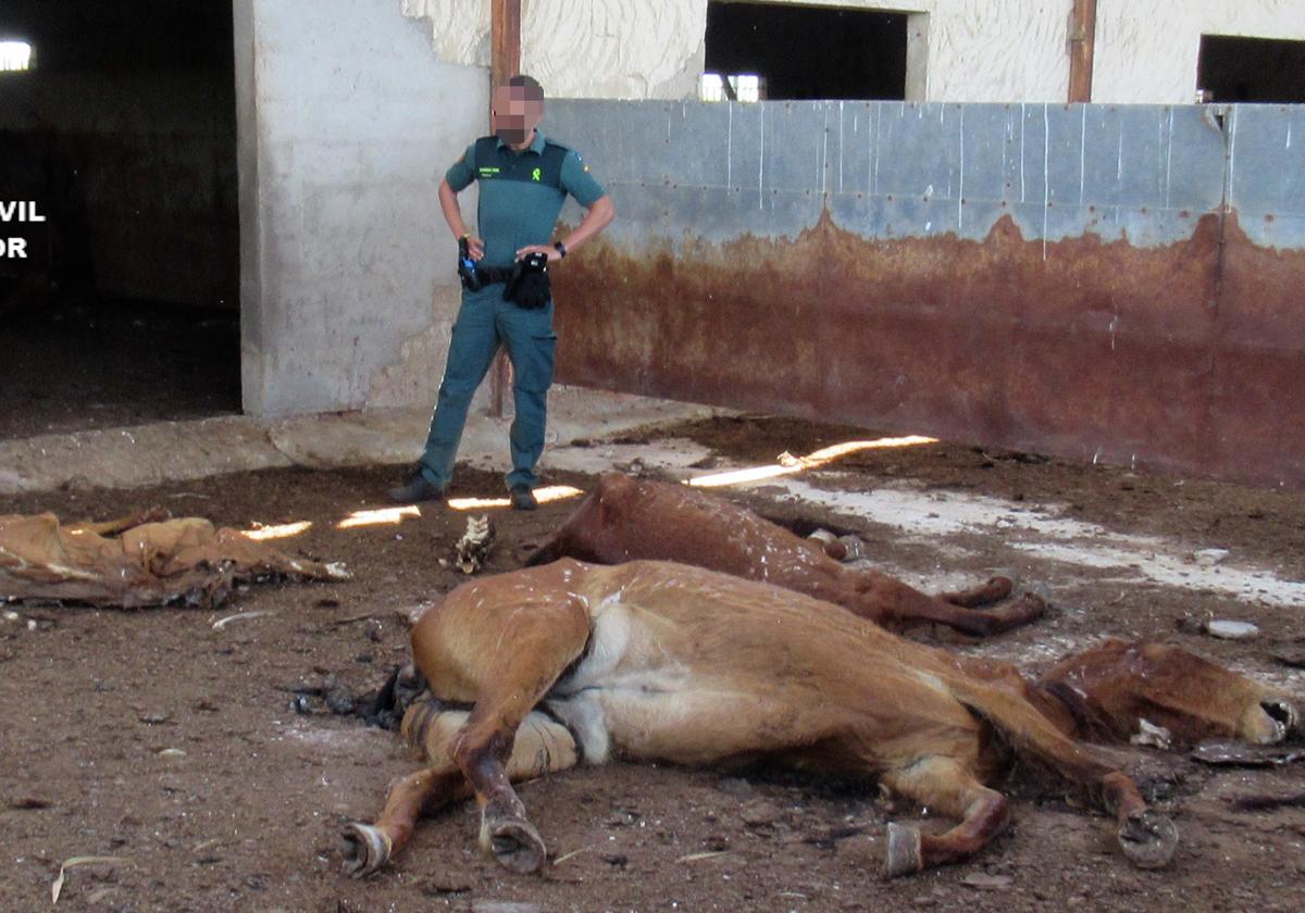 Un guardia civil, junto a cadáveres de caballos.