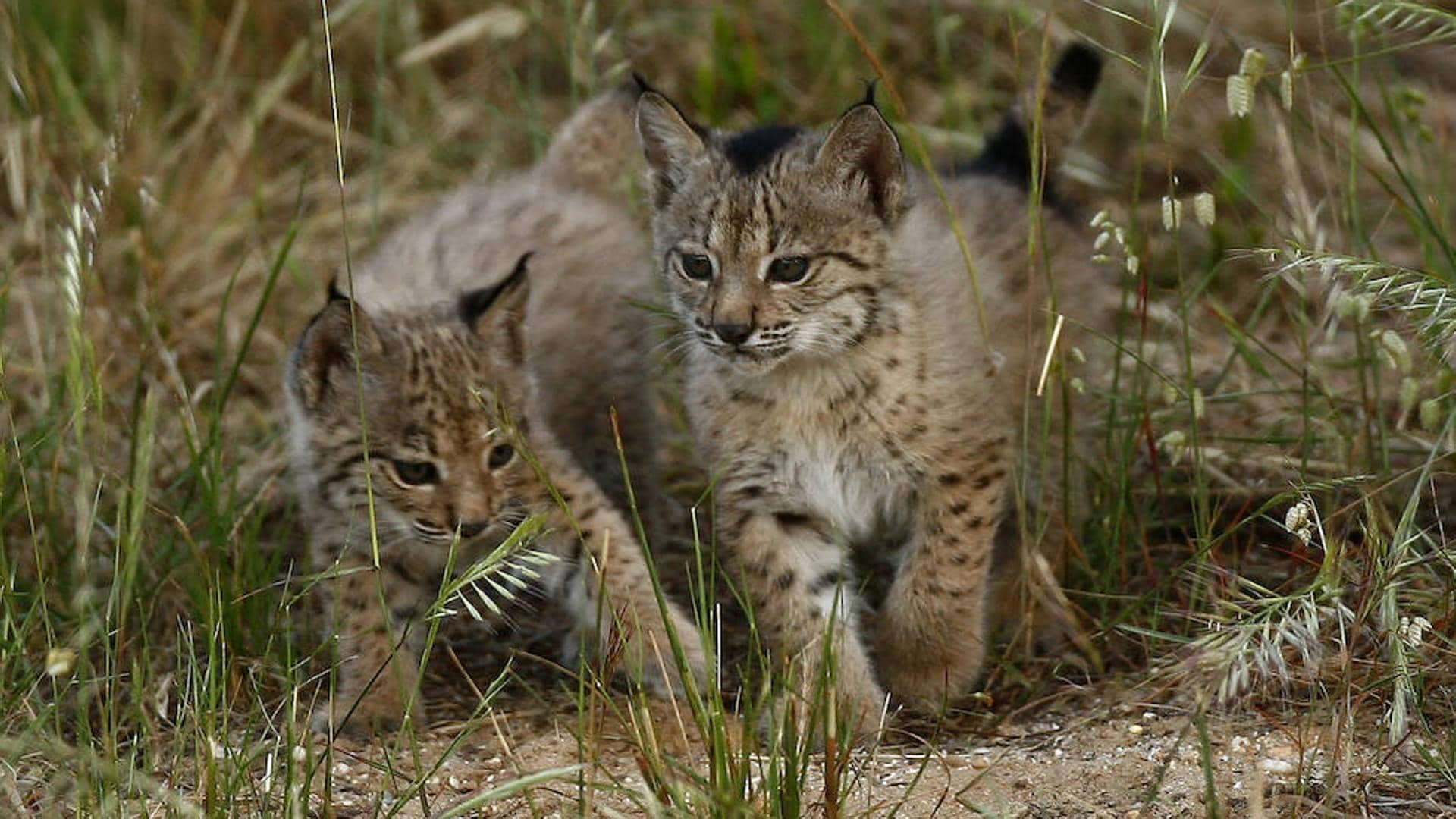 New record for Iberian lynxes: 1,668 specimens already in the wild ...