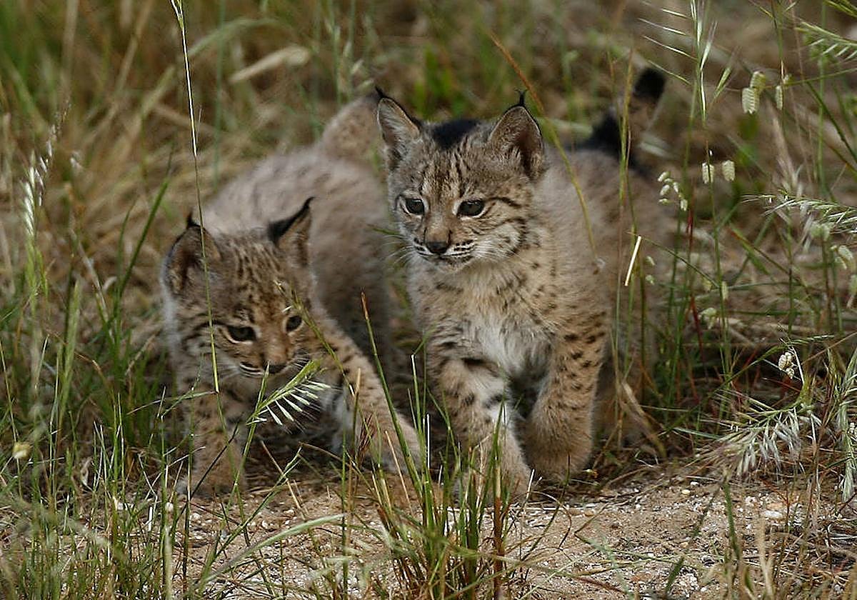Dos cachorros de lince ibérico.