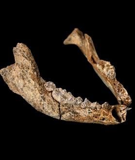 Imagen secundaria 2 - Húmero de gamo juvenil. Mandíbulas de cabra y gamo. Mandíbula de tejón.