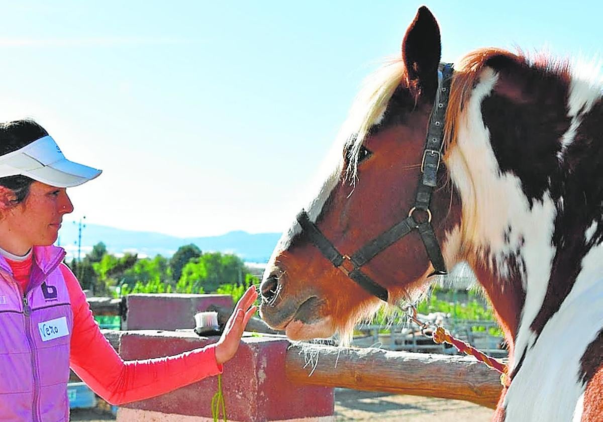 Uno de los caballos en las instalaciones actuales de Cavalli.