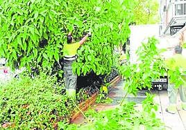 Jardineros del servicio municipal podan árboles en el Paseo de Alfonso XIII. La imagen es de archivo.