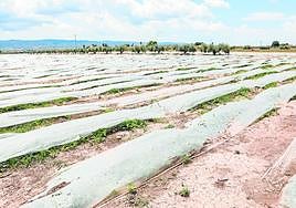 Cultivos protegidos con mantas en la pedanía de La Hoya para evitar daños por el pedrisco.