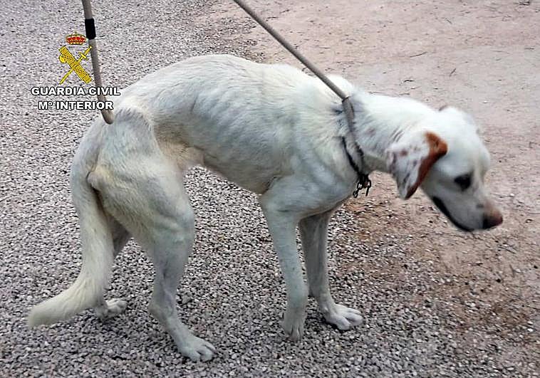 Imagen del perro rescatado.