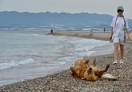 Una mujer pasea con su perro por la playa de Las Moreras, en una imagen de archivo.