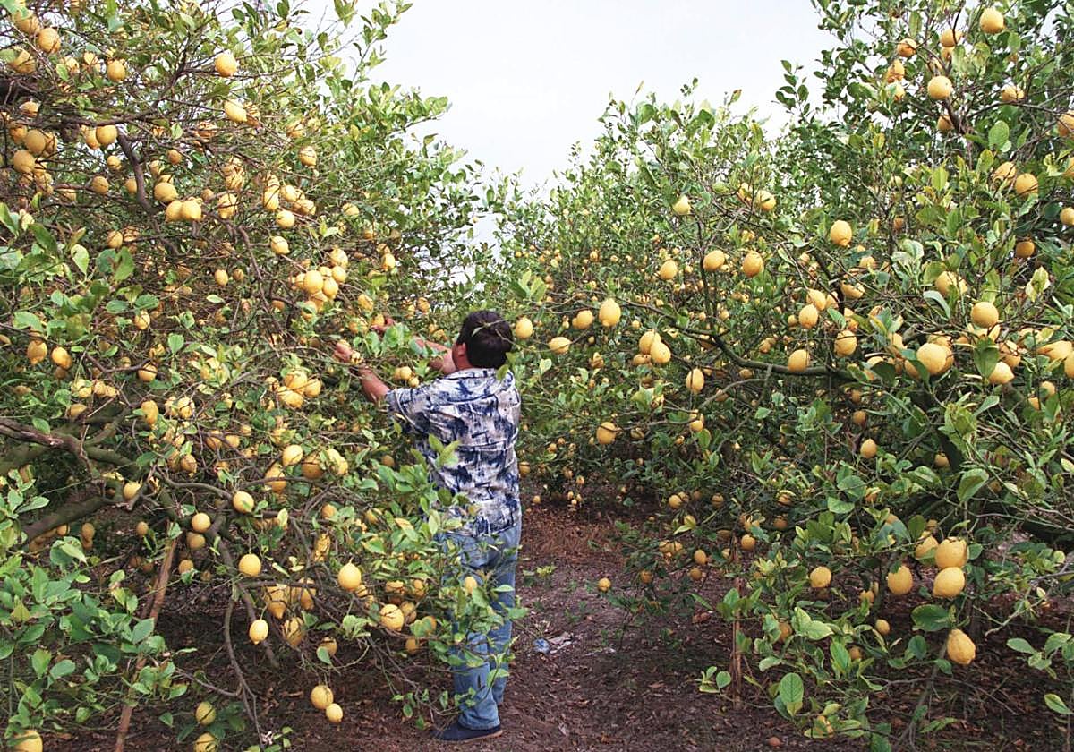 Cae un 40% la producción de limón en la provincia de Alicante respecto al año pasado