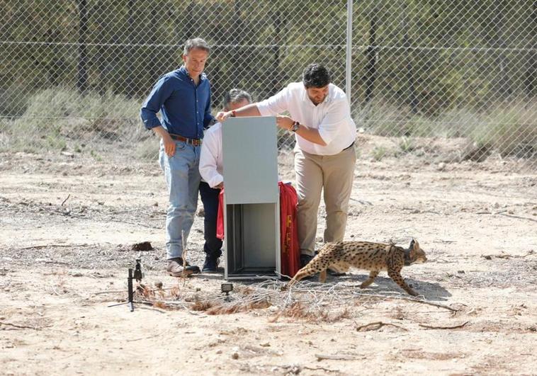 López Miras, acompañado por Fulgencio Gil y Juan María Vázquez (tapado), libera a la hembra 'Tova', uno de los cuatro nuevos linces, este lunes en Lorca.