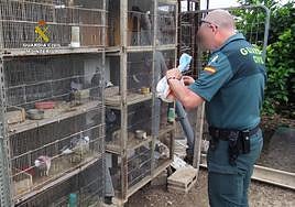 Momento en el que la Guardia Civil encontró a los 14 ejemplares.
