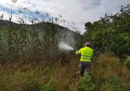 Un operario de las empresa contratada por el Ayuntmiento fumiga zonas húmedas.