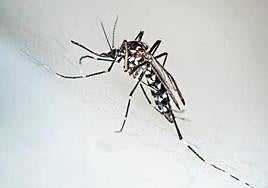 Ejemplar de mosquito tigre.