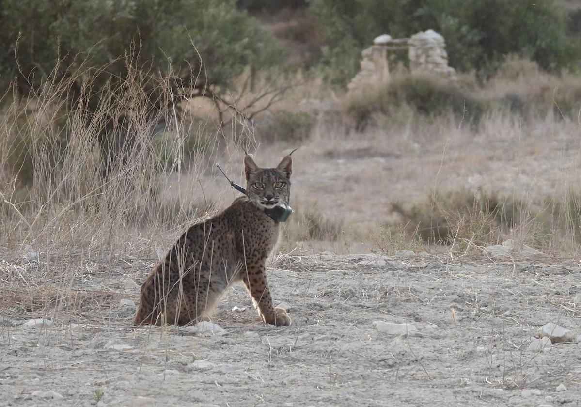 'Tiko', el lince fallecido, con el collar GPS cuando estaba en el recinto de aclimatación.