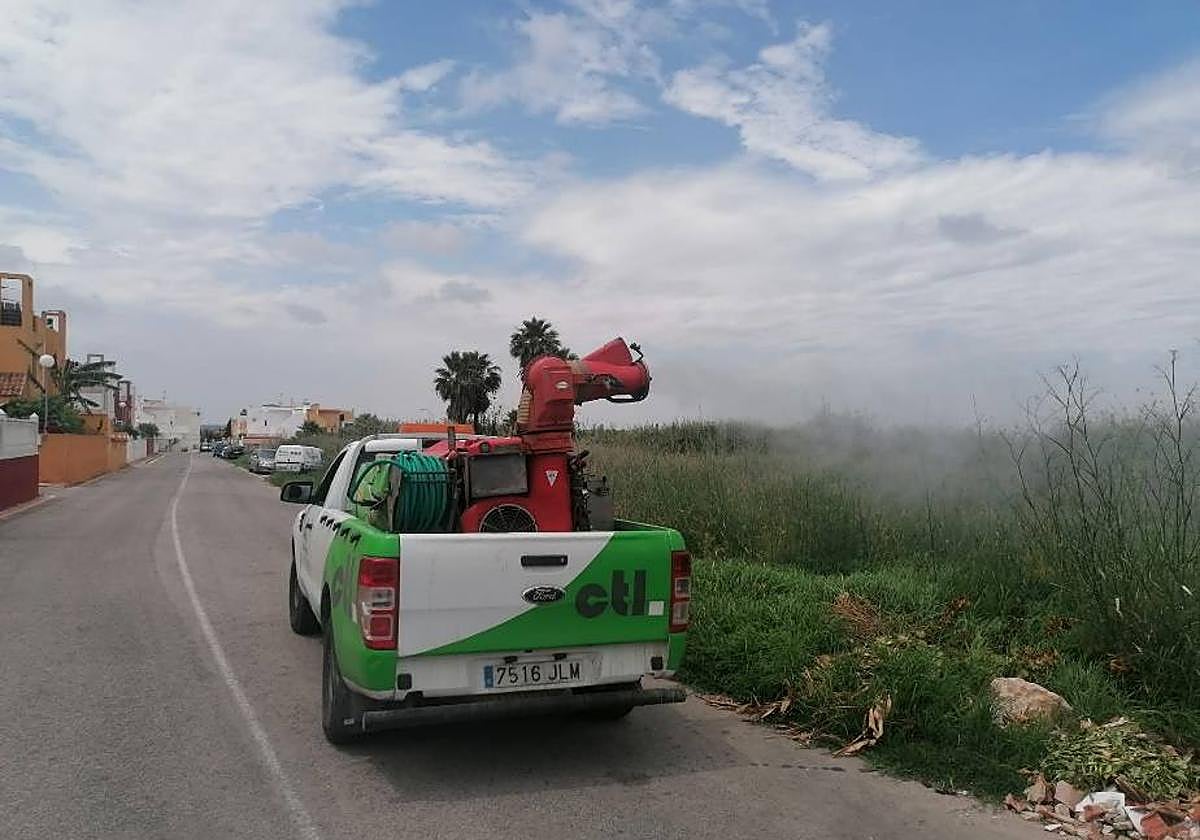 Orihuela y Torrevieja intensifican la lucha contra el mosquito tras las últimas lluvias