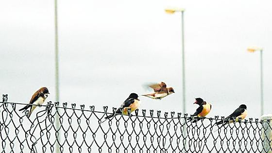 Tres mosquiteras aladas que protegen la ciudad