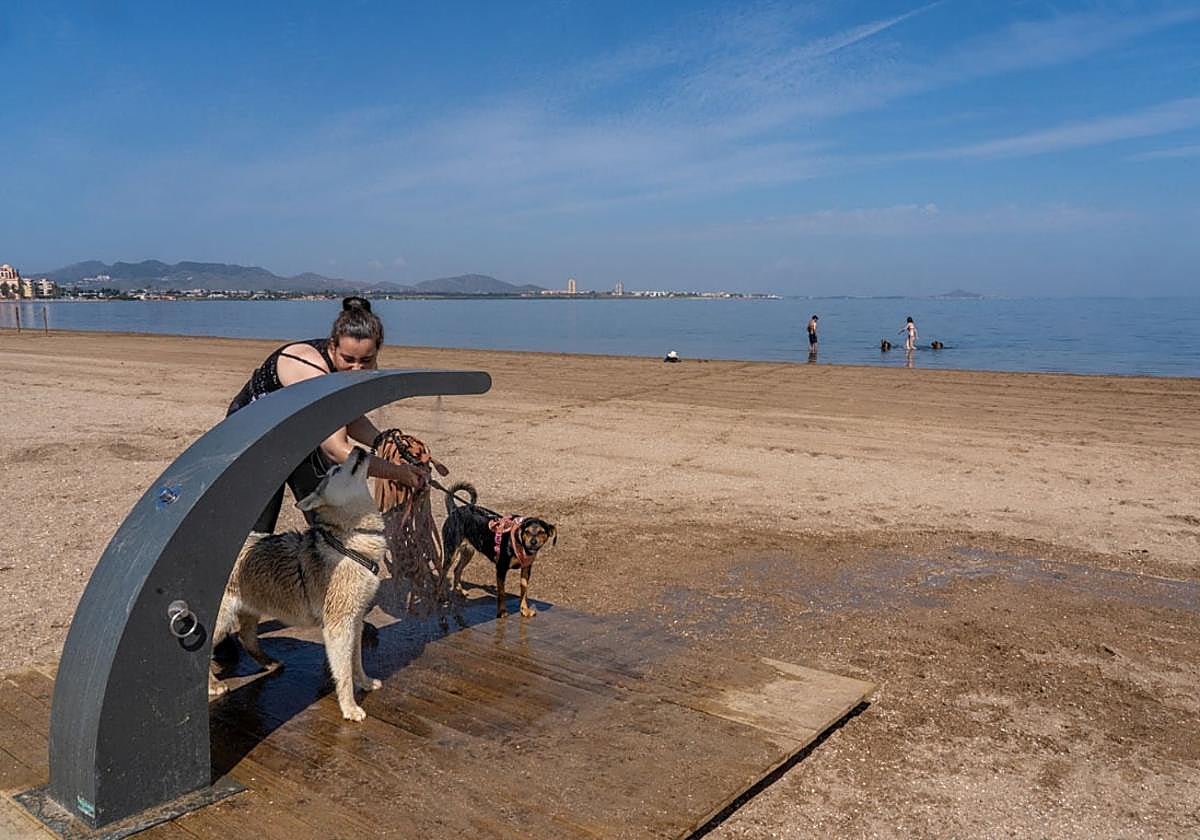 Una mujer lava a sus perros en una playa.