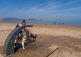 Una mujer lava a sus perros en una playa.