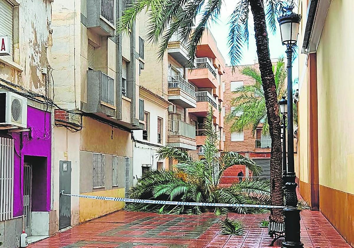 Copa de la palmera derribada por el viento junto a la iglesia parroquial de Santomera, ayer.