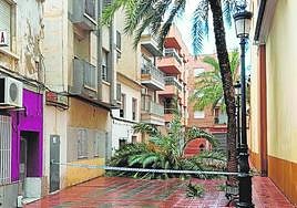 Copa de la palmera derribada por el viento junto a la iglesia parroquial de Santomera, ayer.