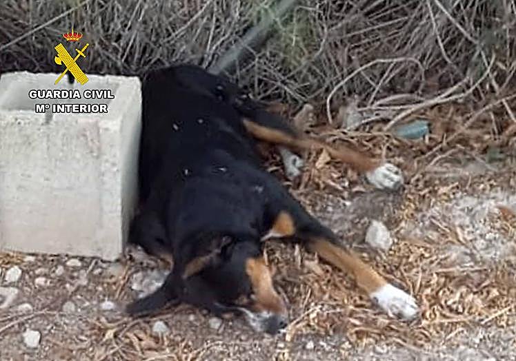 Imagen del animal cuando fue encontrado.