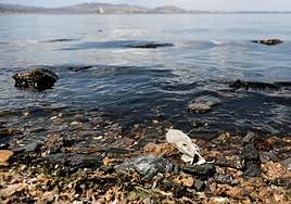 Un pez muerto en la orilla del Mar Menor, en agosto de 2021.