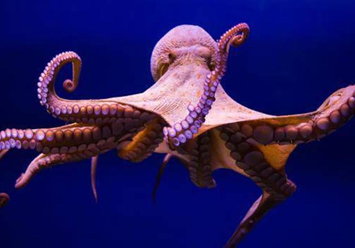 El pulpo, uno de los miembros de la santísima trinidad del aperitivo regional