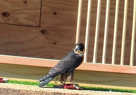 Uno de los dos halcones, en el momento de salir de la jaula nido, este jueves.