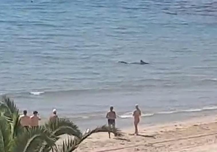 El tiburón, en la playa de Aguamarina.