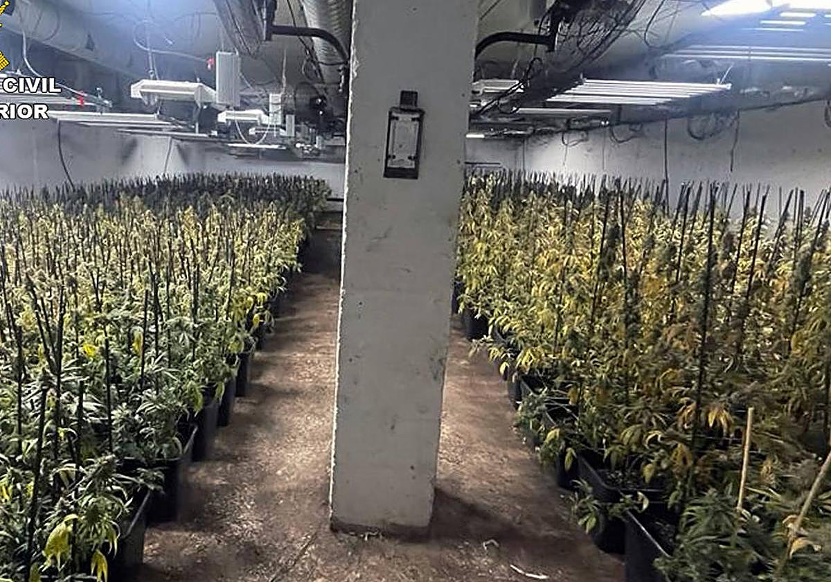 Las plantas incautadas por los agentes de la Guardia Civil.