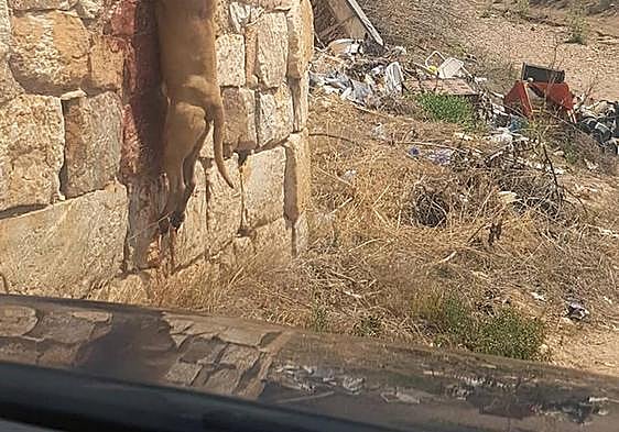 El perro encontrado muerto por la Guardia Civil en Fuente Álamo.